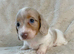 Kc miniature long haired dachshunds