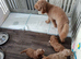 Pure Australian labradoodle puppy&rsquo;s
