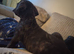 Female cane corso x presa canario puppy 10 weeks old