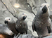 Handreared Friendly Super Tame Cuddly African Grey Parrot,1