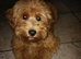 Cockapoo Toby Puppy