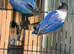 Love bird