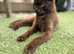 Gorgeous very Fluffy Chocolate Kittens, part Savannah part British Blue