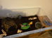 Giant African Land Snails and Set Up