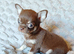 Tiny Chocolate Chihuahua puppies