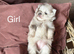 Stunning Rare Lilac Merle Pom Babies