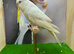 Mixed budgies