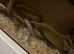 Beautiful female snake