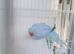 Blue Indian ringnick parrot