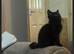 4 beautiful tabby kittens