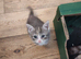 Five stunning kittens
