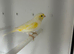 Yellow dimorphic hen & cock
