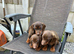 Miniature dachshund 4 available