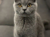 READY NOW! Scottish fold kitten female