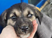 Sky Left in a box outside Lidls, a super loving pup who will be a bigger boy