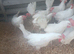 White star laying hens
