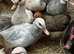 Muscovy ducks