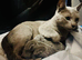 Pure Breed Russian Blue Kittens
