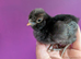 6 unsexed polish chicks