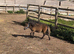 Miniature Shetland