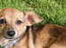 Jack Russell x chihuahua