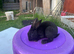 Rex Standard Rabbits, Bunnies, Kits