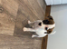 Jack Russell girl puppys really for there new homes