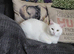 House cat