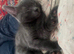 Pure Russian blue