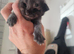 3 male main coon