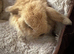 Mini lop babies extremely well handled