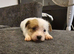 Shih tzu cross jack russell puppys