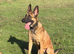 Mali/Dutch Female 8 Months Old BRN 56036