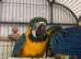 blue and gold baby macaws!! BEAUTIFUL