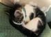 Riot Neutered Female Kitten