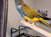 Female Patagonian parrot