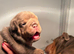 2 stunning female English bulldogs available NEBBR registered