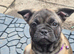 Mix french bulldog with pug