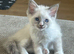 GCCF Beautiful Ragdolls