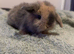 Mini lop boy
