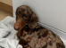 Miniature dascshund