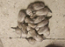 Lovely litter of Ferrets for sale