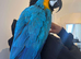 Macaw for sale