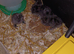 Silkie chicks just hatched