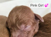 Licensed breeder, red tiny toy cavapoo litter