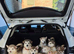 Pedigree pure Malamute Puppies