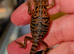 Bearded dragons