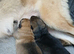 German shepherd pups