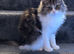Beautiful mixed tabby cat for re homing