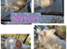 5 beautiful litter of dwarf lionhead cross mini lion lop ready to go now